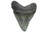 Fossil Megalodon Tooth - South Carolina #362477-1